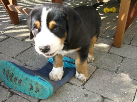 Der niedliche Welpe mit seiner "Beute" :-)