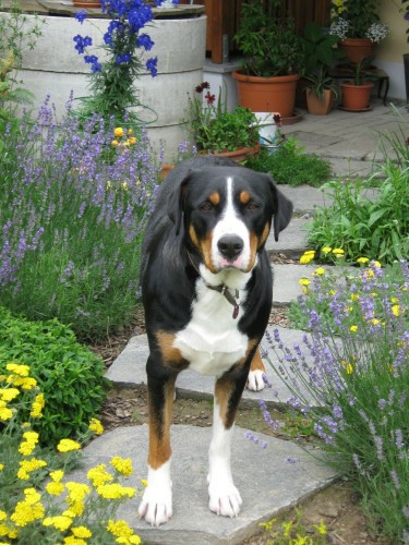 Cara von der Einpointer Hhe wohnt in Mnster bei Straubing